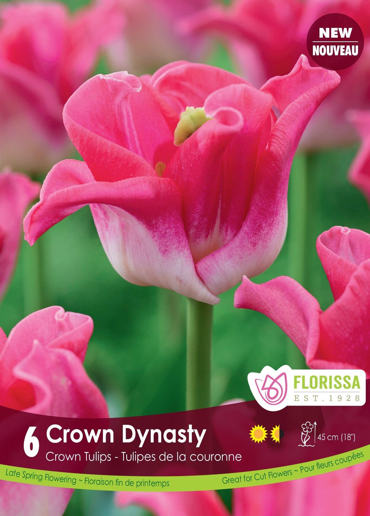 Tulip Crown Of Dynasty 6/Pkg