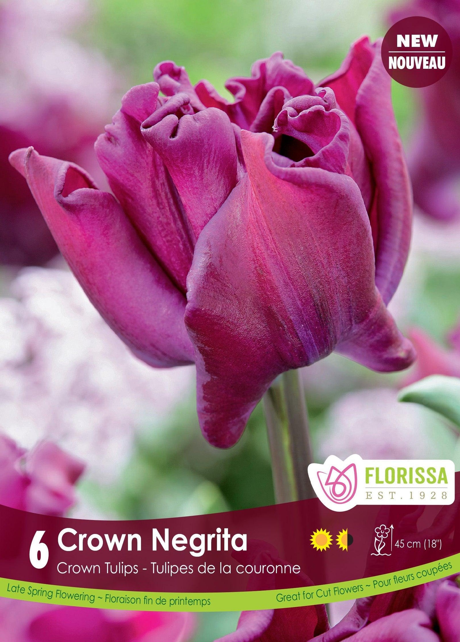 Tulip Crown Of Negrita 6/Pkg