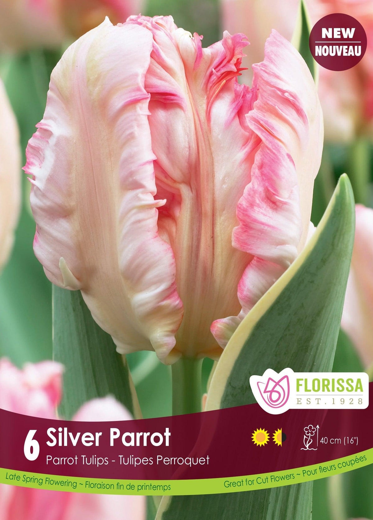 Tulip Silver Parrot 6/Pkg