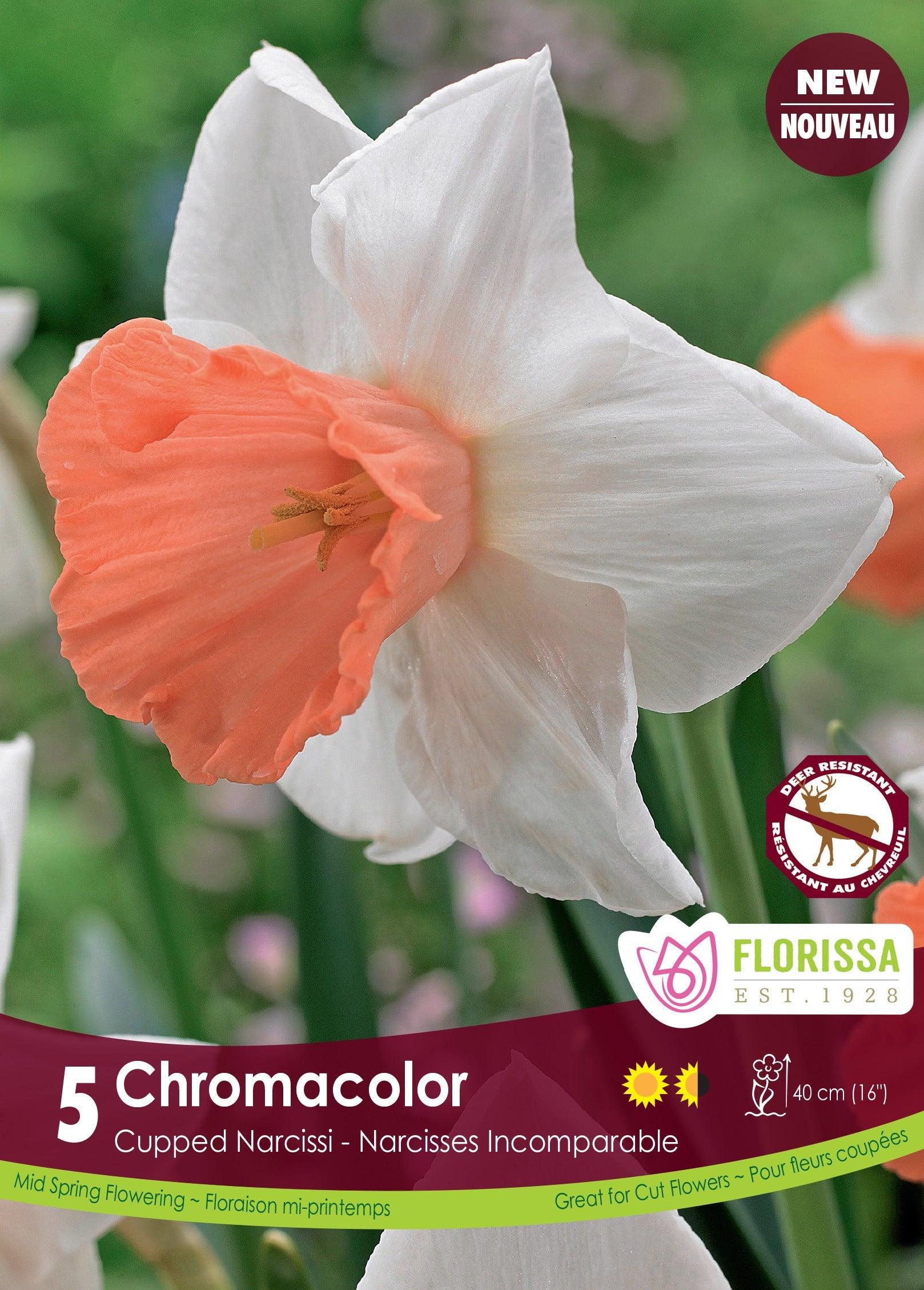 Narcissi Chromacolor 5/Pkg