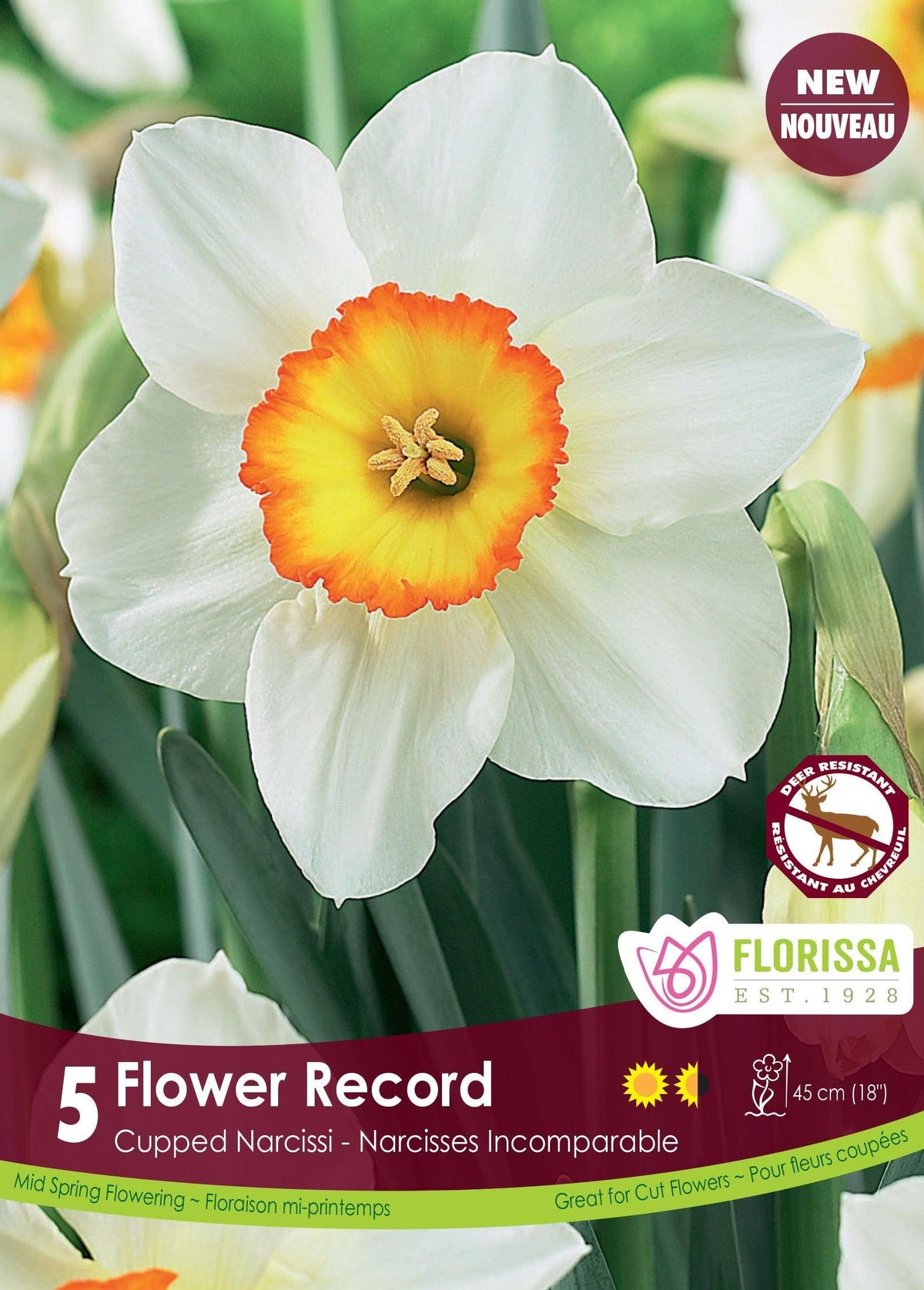 Narcissi Flower Record 5/Pkg