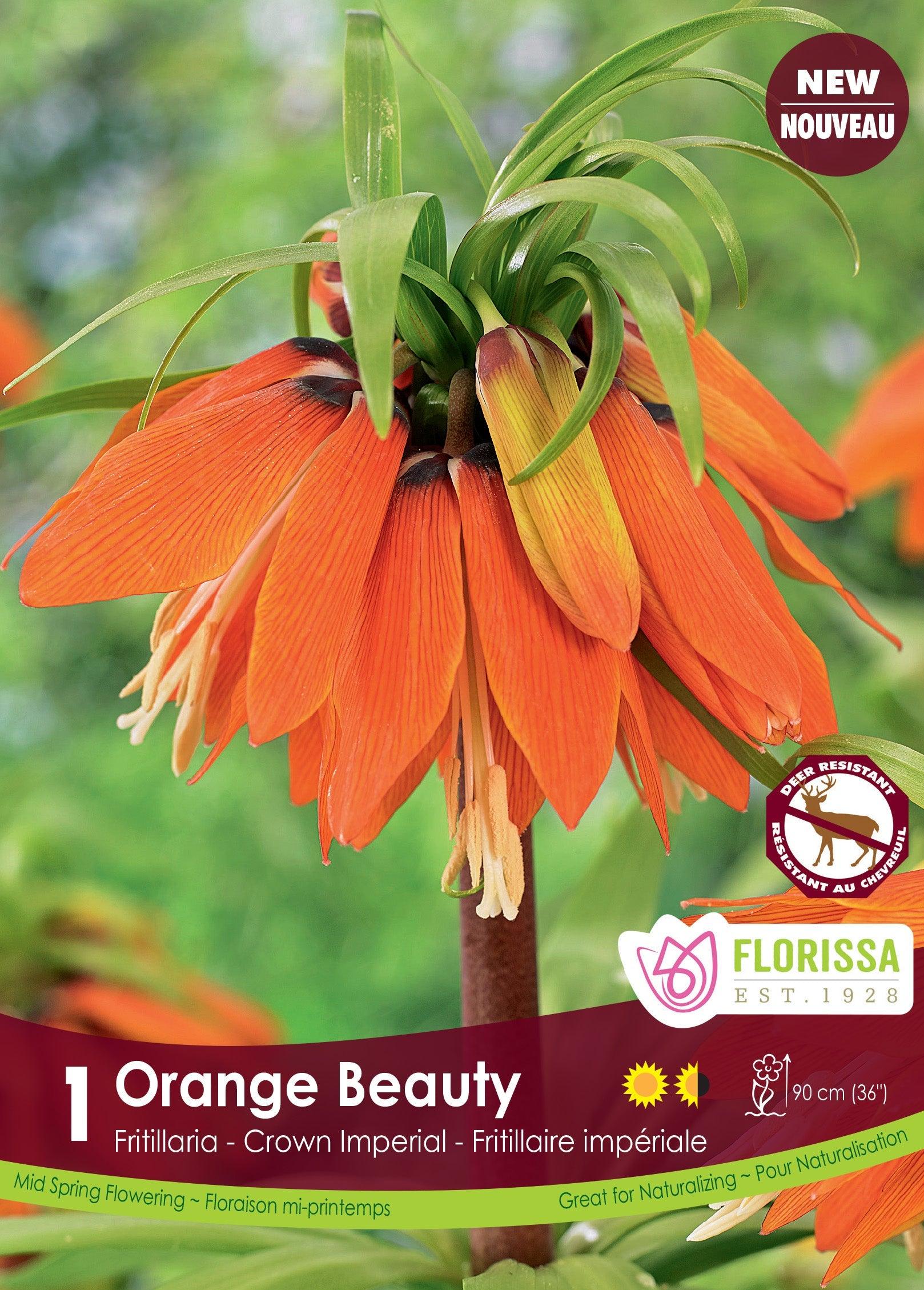 Fritillaria Orange Beauty 1/Pkg