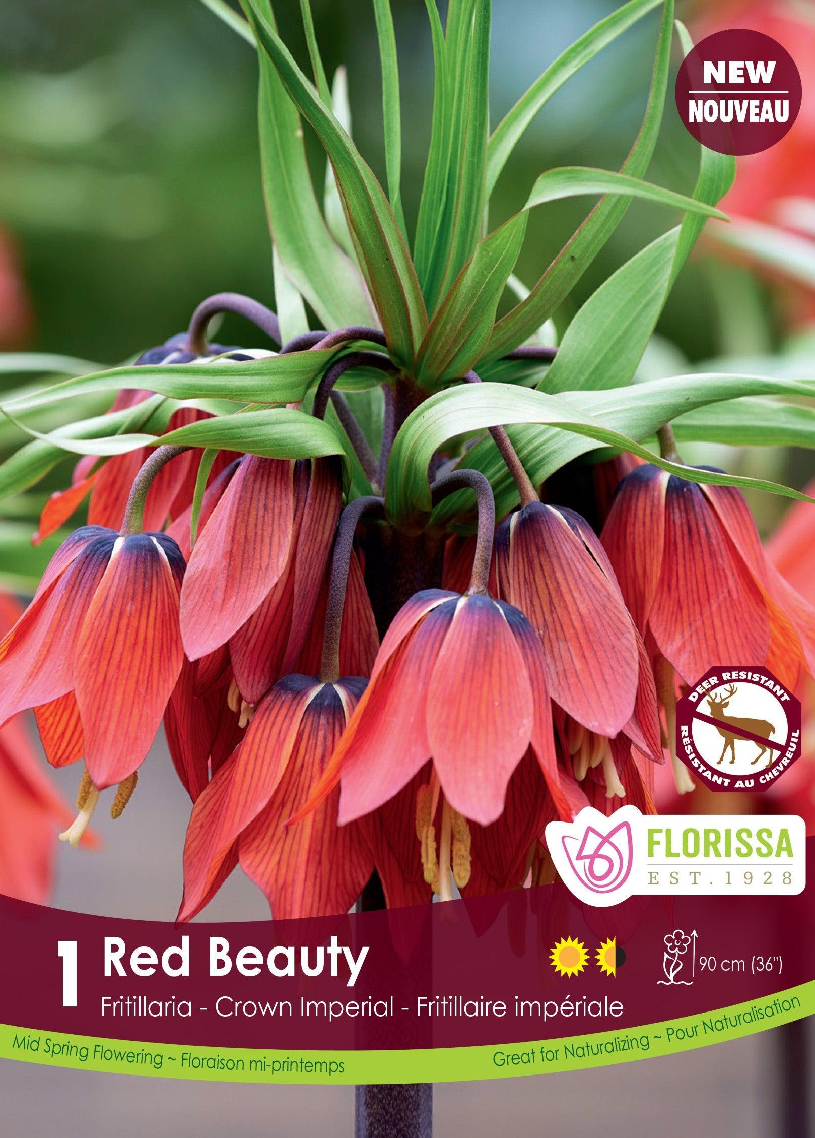 Fritillaria Red Beauty 1/Pkg