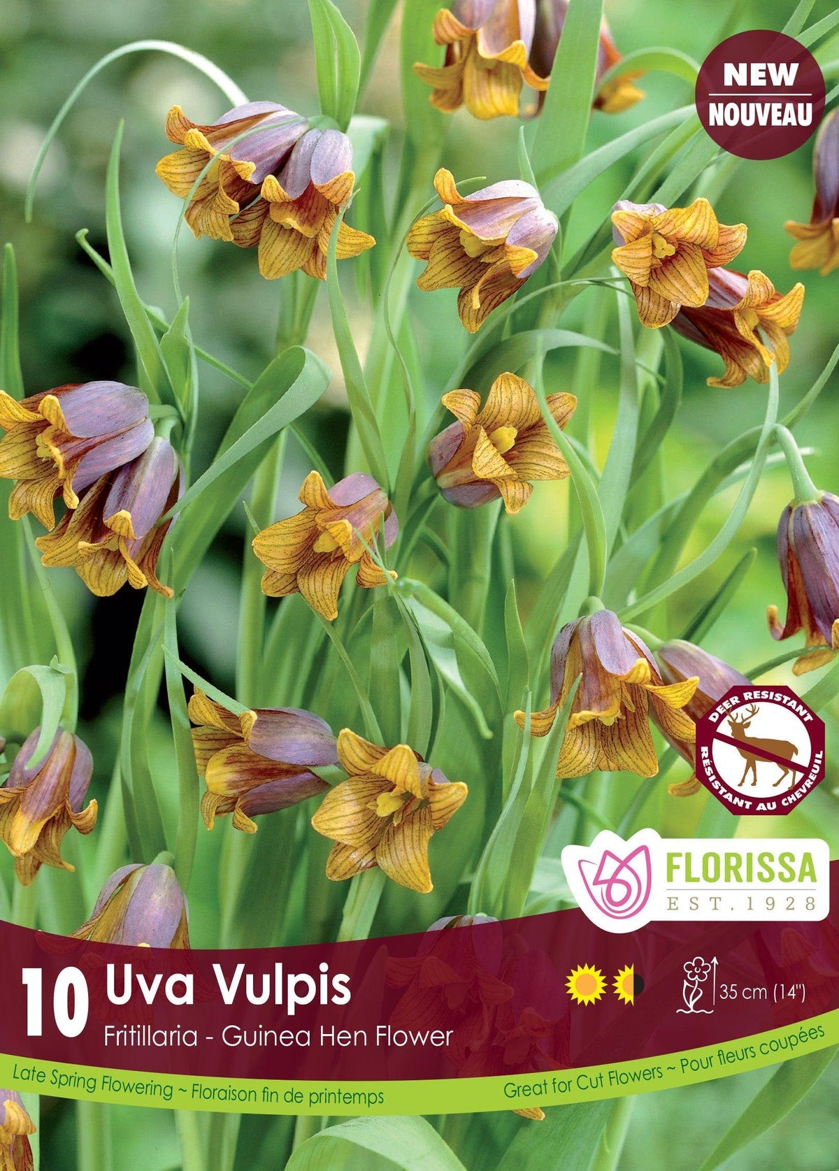 Fritillaria Uva Vulpis 10/Pkg