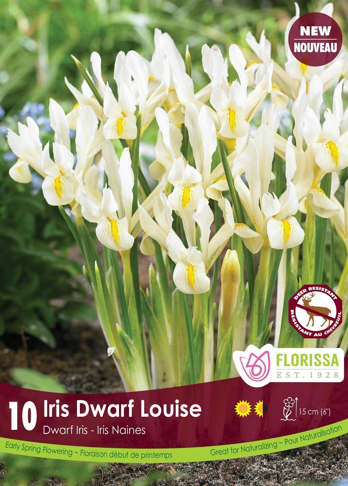 Iris Dwarf Louise 5/Pkg