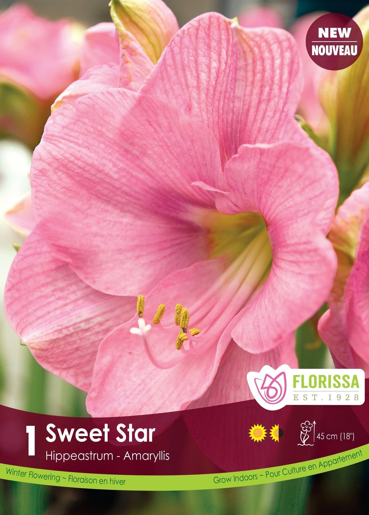 Amaryllis Sweet Star 34/36 1/Pkg