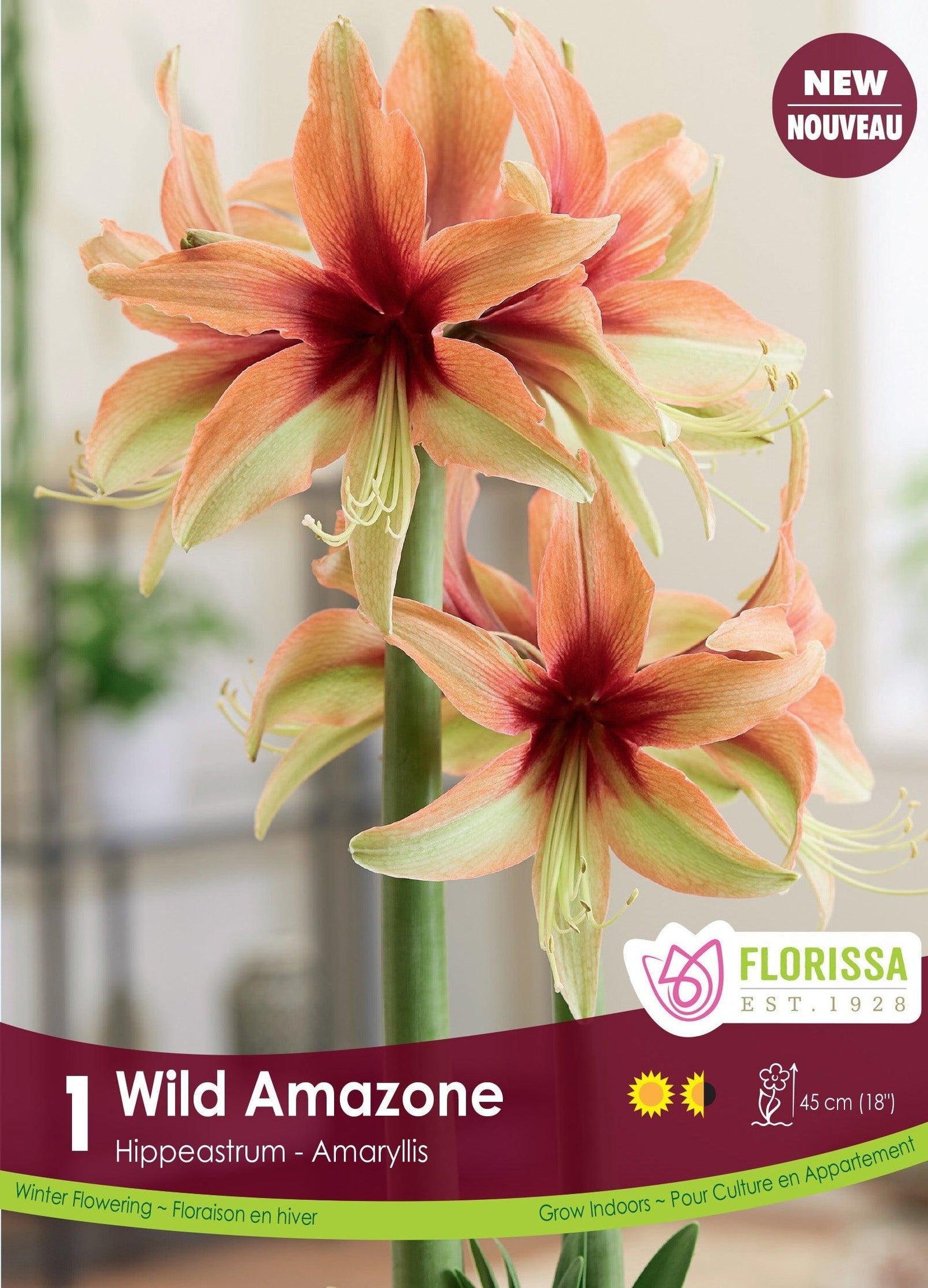Amaryllis Wild Amazone 1/Pkg