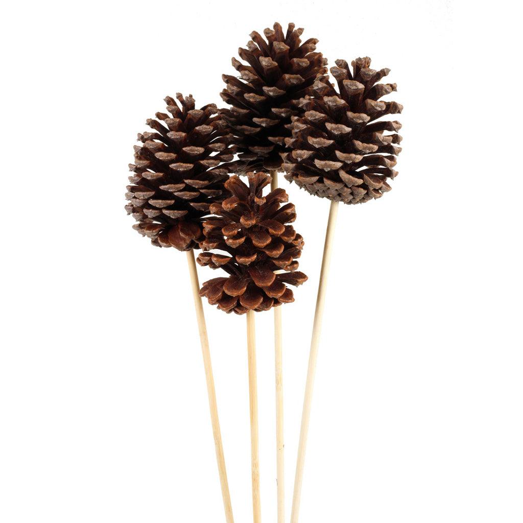 Pinecone Natural 2in