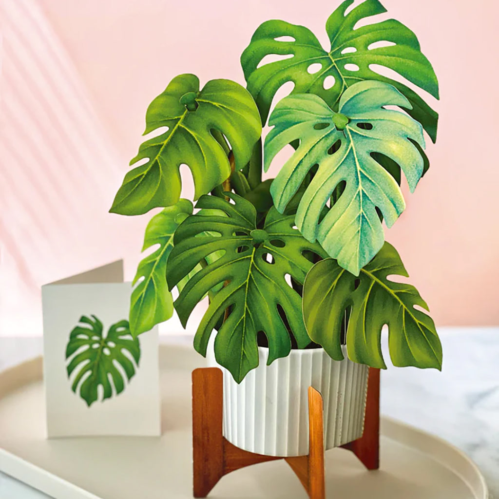 Monstera Plant And Card