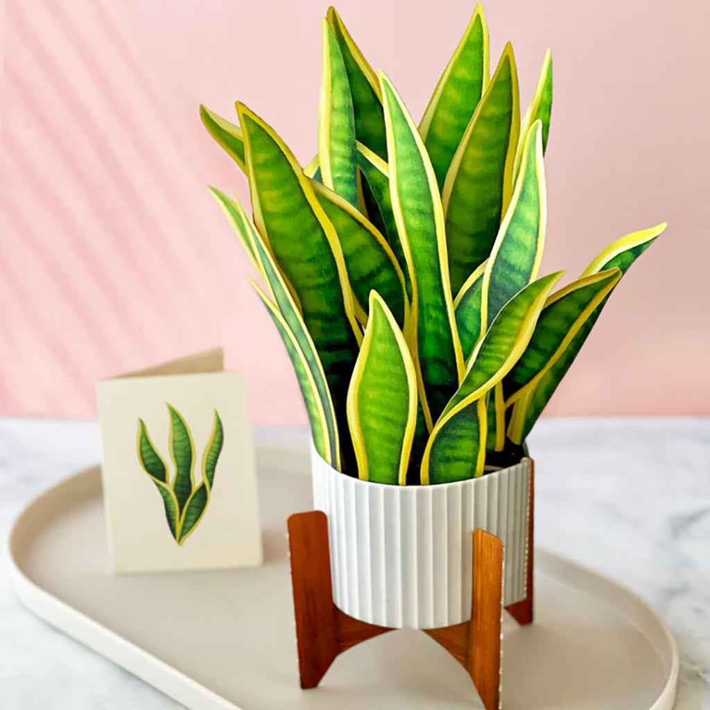 Snake Plant And Card