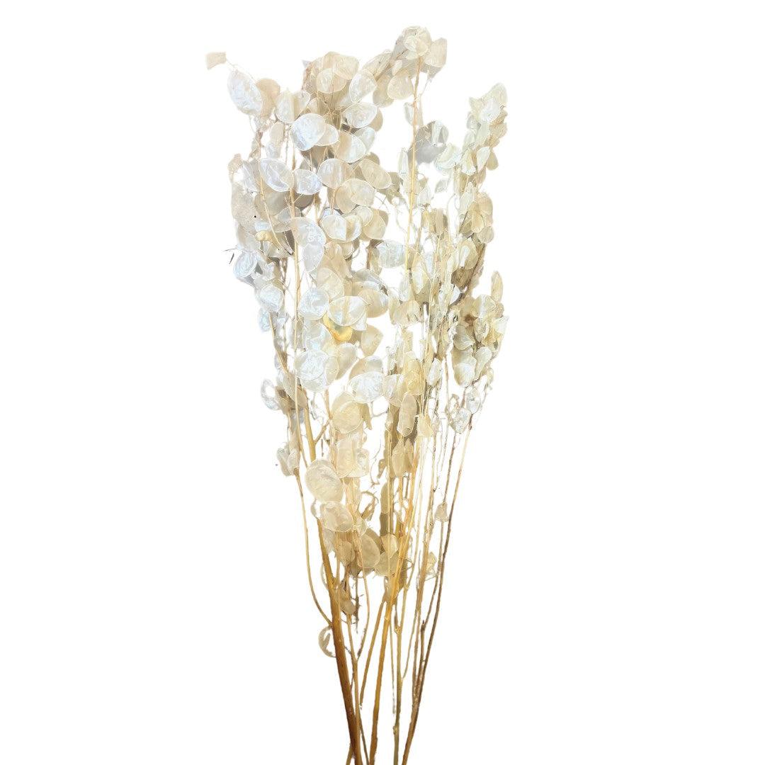 Introduce an element of timeless elegance to your decor with the Lunaria Silver Dollar Stem. Measuring 34 inches in length, this botanical beauty showcases delicate silver dollar-like seed pods, creating a stunning visual impact. 