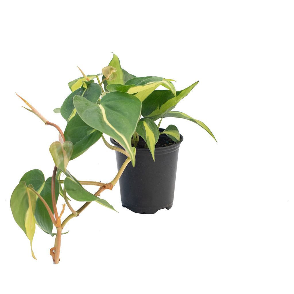 philodendron brasil outdoor temperature Philodendron Brazil