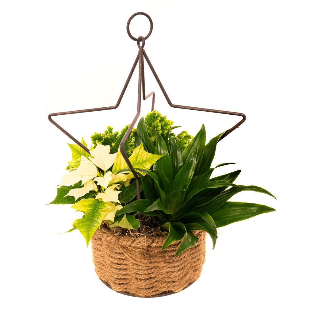 Holiday Dish Garden - 6.5"Metal/Rope Star Planter with White Poinsettia