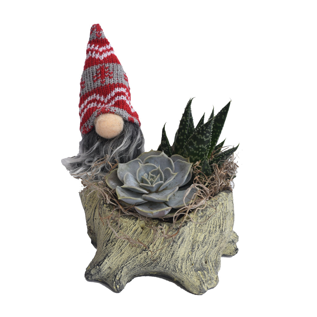 Holiday Dish Garden - 4" Gnome Tree Stump