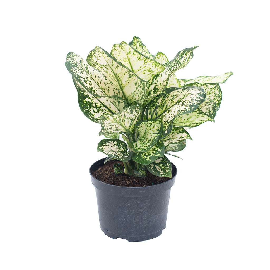 aglaonema pearl Aglaonema/Conmutatum Variegata Pearls