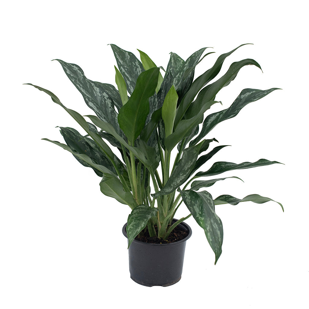 aglaonema chermsiriwattanae Aglaonema/Conmutatum Variegata Shades