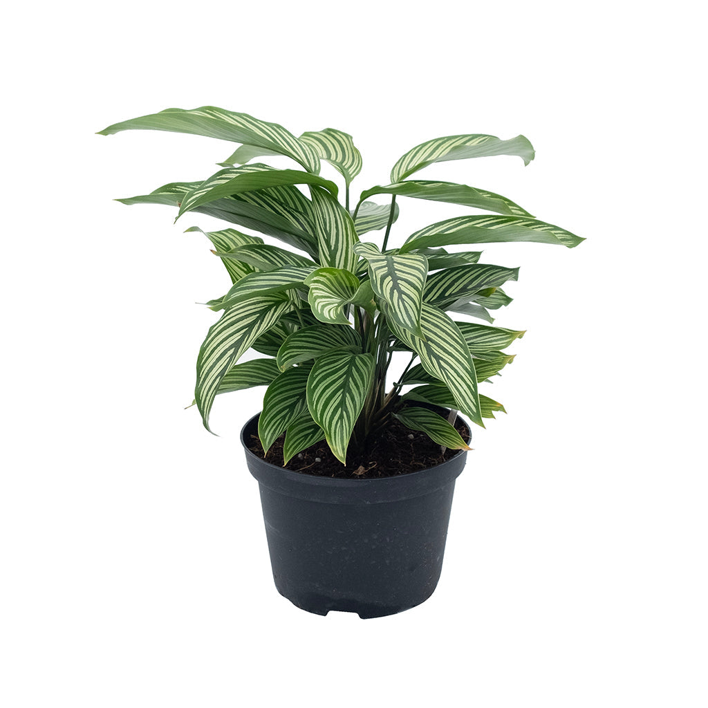 Calathea/Vittata 6"