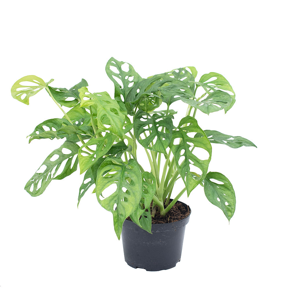 monstera adansonii sp Monstera Adansonii