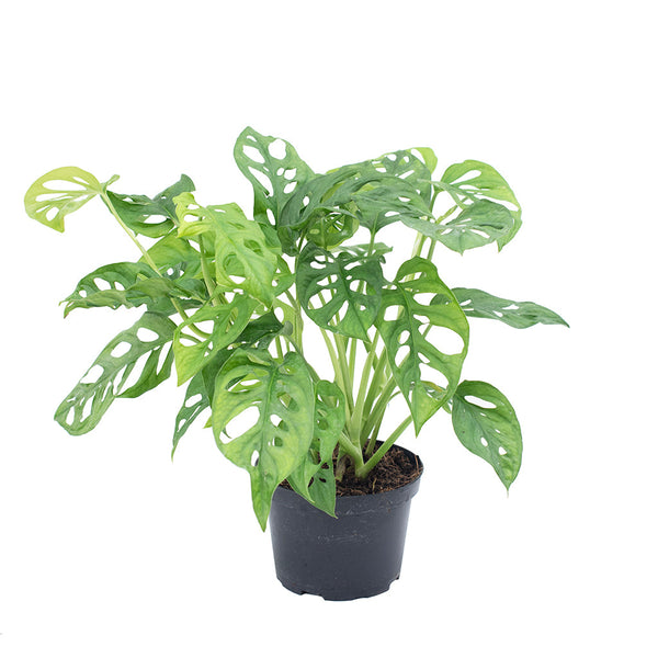 Monstera Adansonii