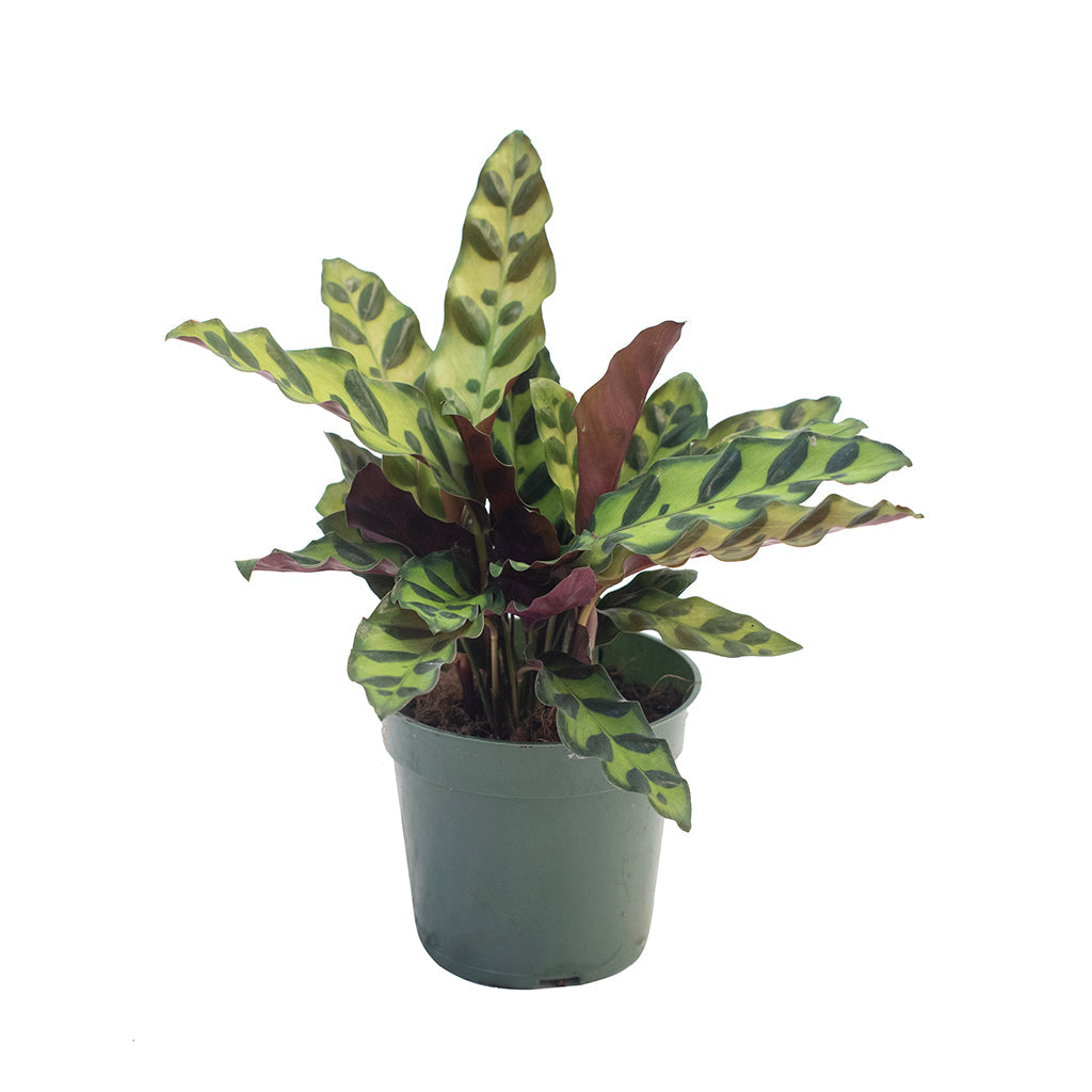 Calathea Rattlesnake