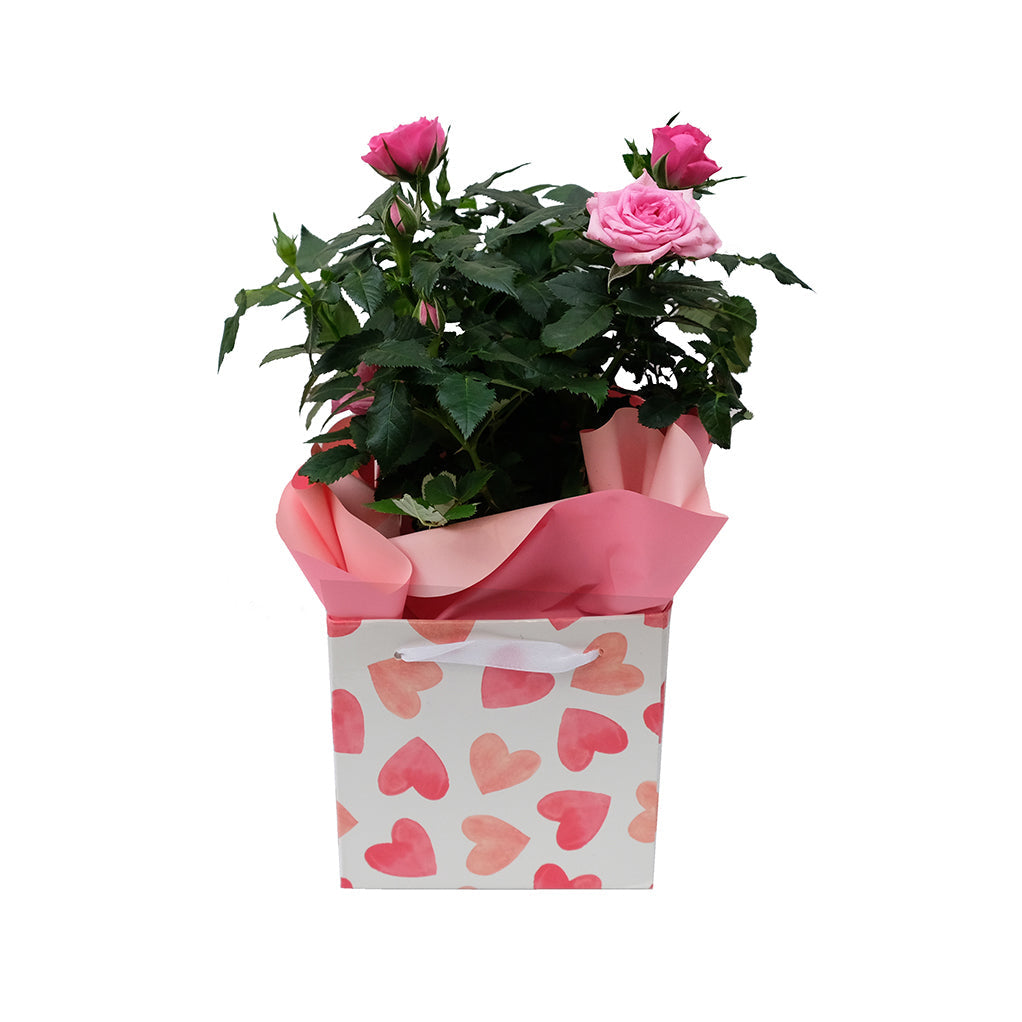 Loveable Gift Box w/Rose Valentine Dish Garden 4.5"