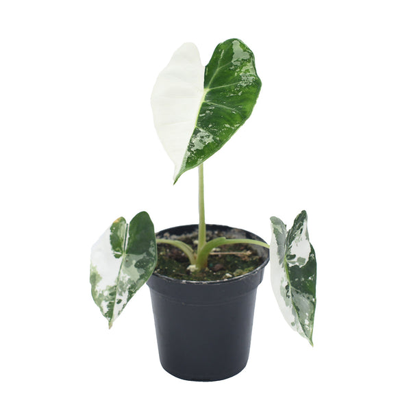 Alocasia/Frydek Variegated 4