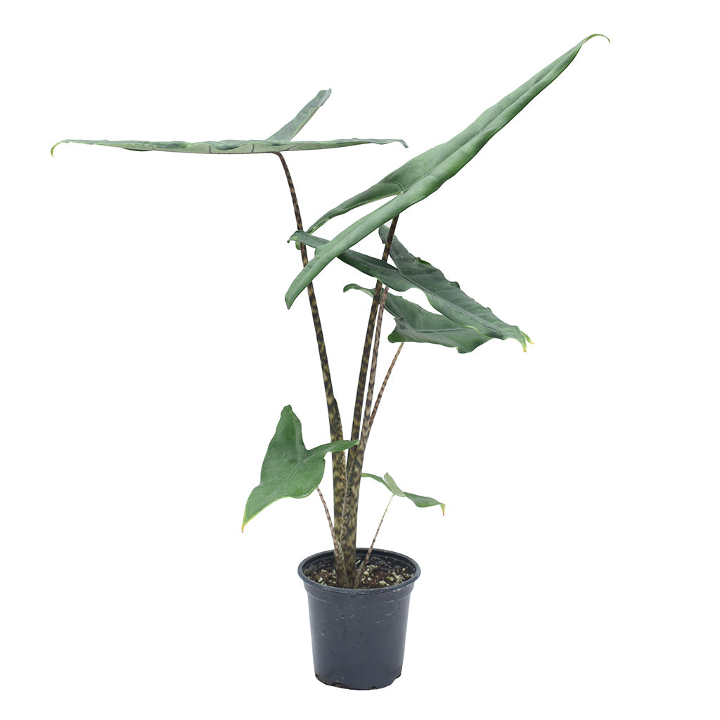 Alocasia Zebrina 3.5"