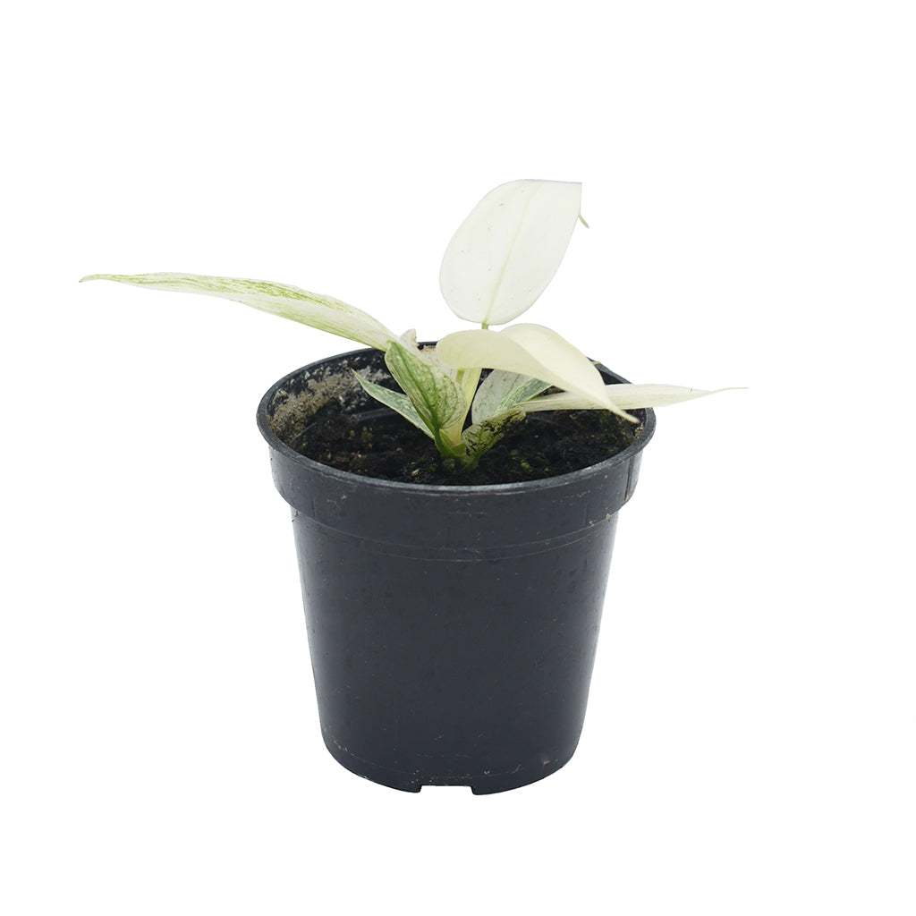 Philodendron Florida Ghost 3.5&quot;