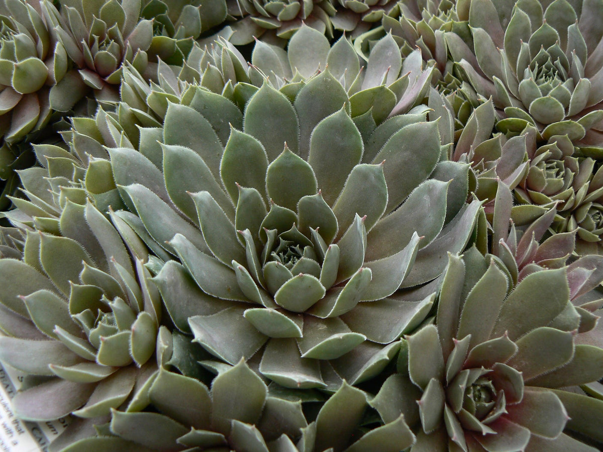 The Pacific Blue Ice Hens &amp; Chicks is a low-maintenance succulent that is a breeze to care for. It forms attractive rosettes of fleshy leaves with a captivating blue-green flush. As the weather cools, the foliage undergoes a beautiful transformation, adopting a purple hue. This succulent is particularly well-suited for container gardening, adding a lovely touch to any arrangement.
