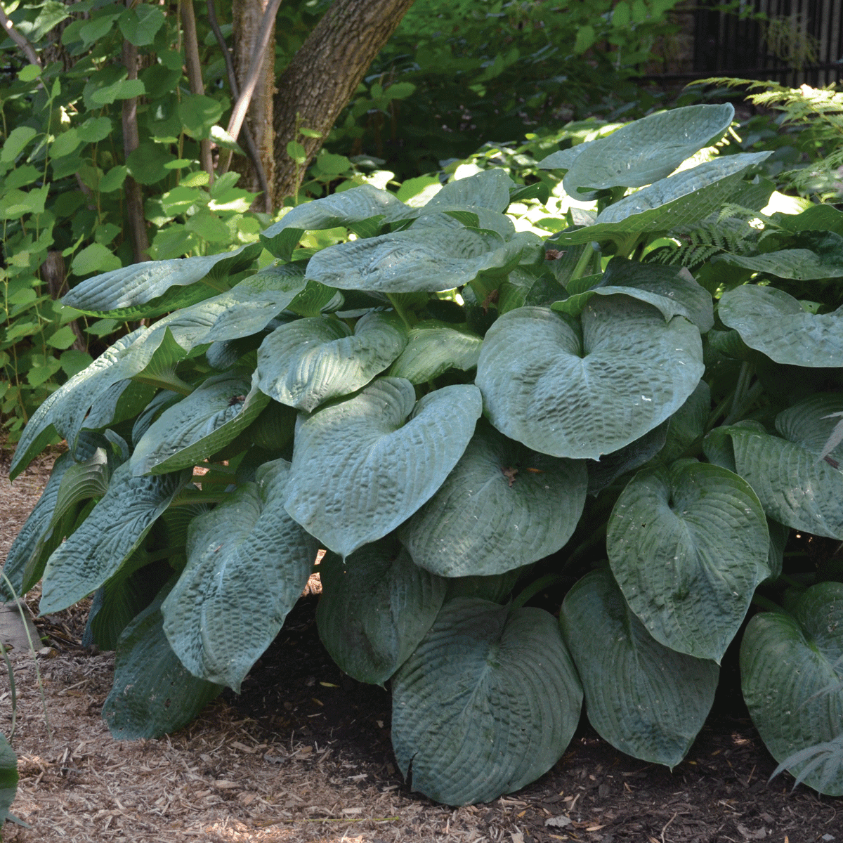 Introducing the Elegans Hosta, a plant that embodies elegance and beauty in every aspect. This remarkable Hosta forms sturdy mounds of foliage, showcasing large, heart-shaped leaves in a powdery-blue hue that exudes a sense of serenity and charm.
