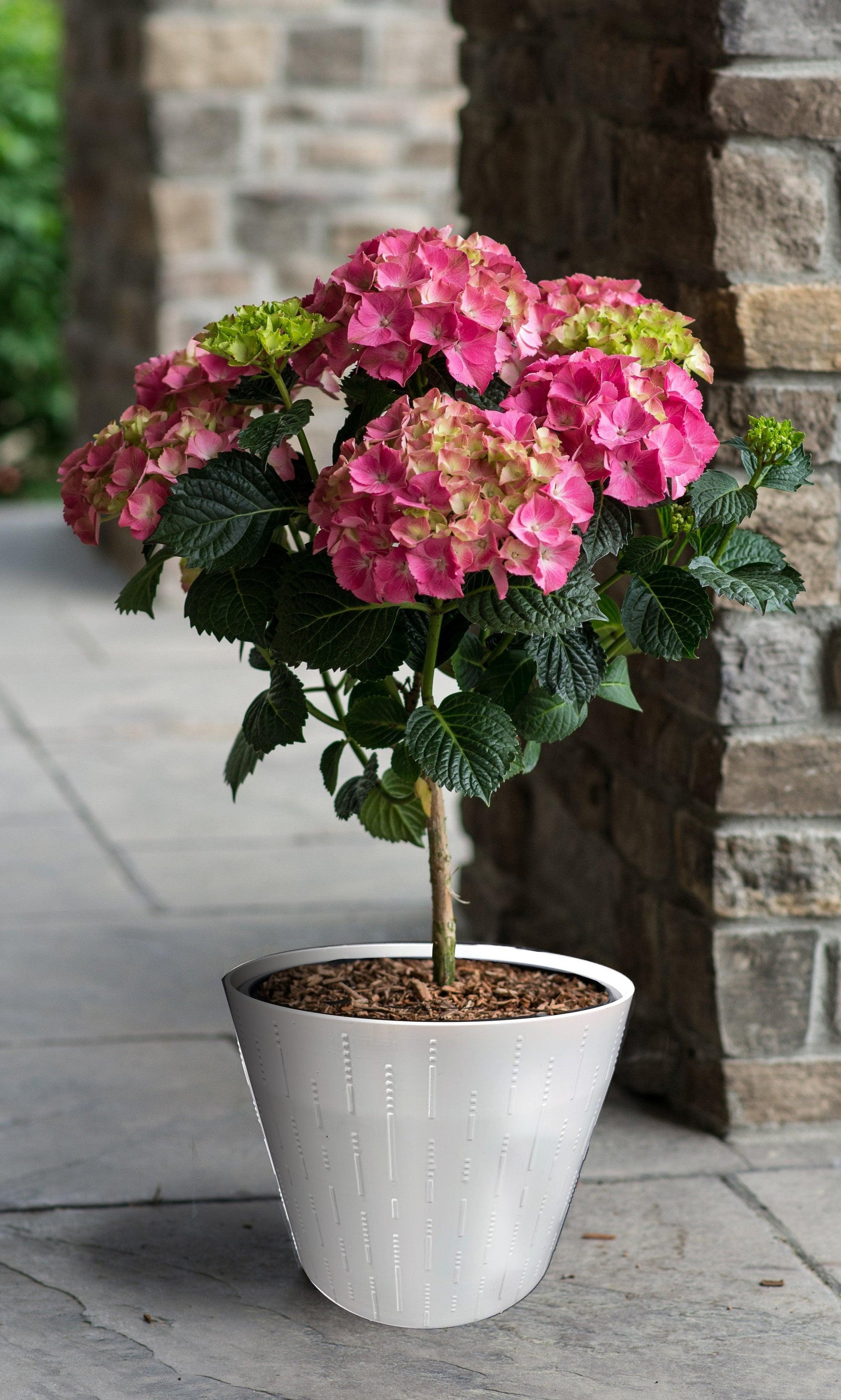 Assorted Hydrangea - Decorative Pot