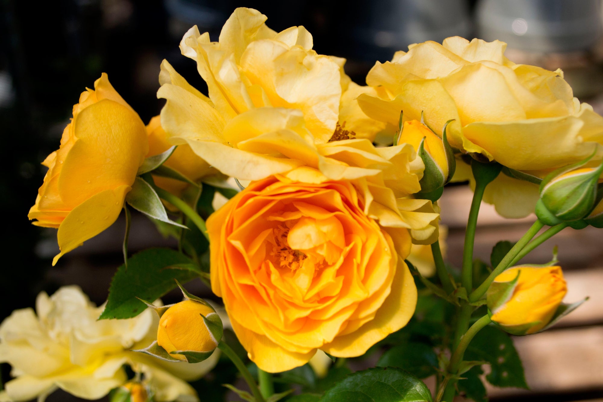 Experience the charm of the Julia Childs Floribunda Rose, a delightful addition to any garden. This exceptional rose variety showcases exquisite, buttery gold blooms that exude a charming old-fashioned allure. The perfectly rounded habit of the plant adds to its overall appeal, creating a visually pleasing display. 