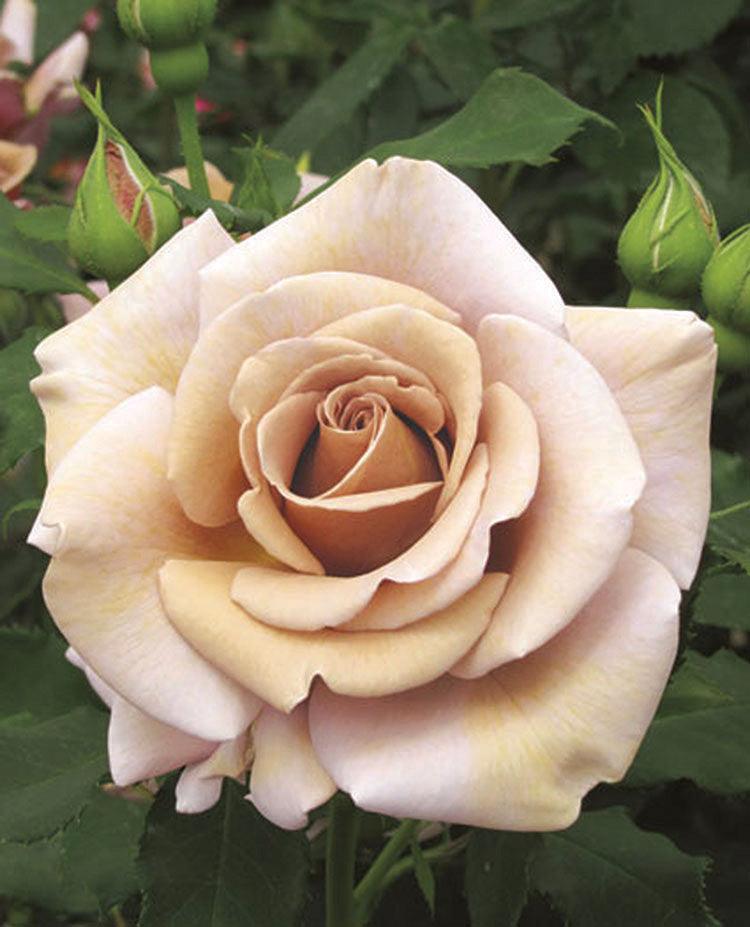 Introducing the enchanting Koko Loko Floribunda Rose, a delightful blend of creamy cocoa and captivating light pink. This unique rose variety combines the rich and creamy hues of a latte with the whimsical charm of lavender blooms. 