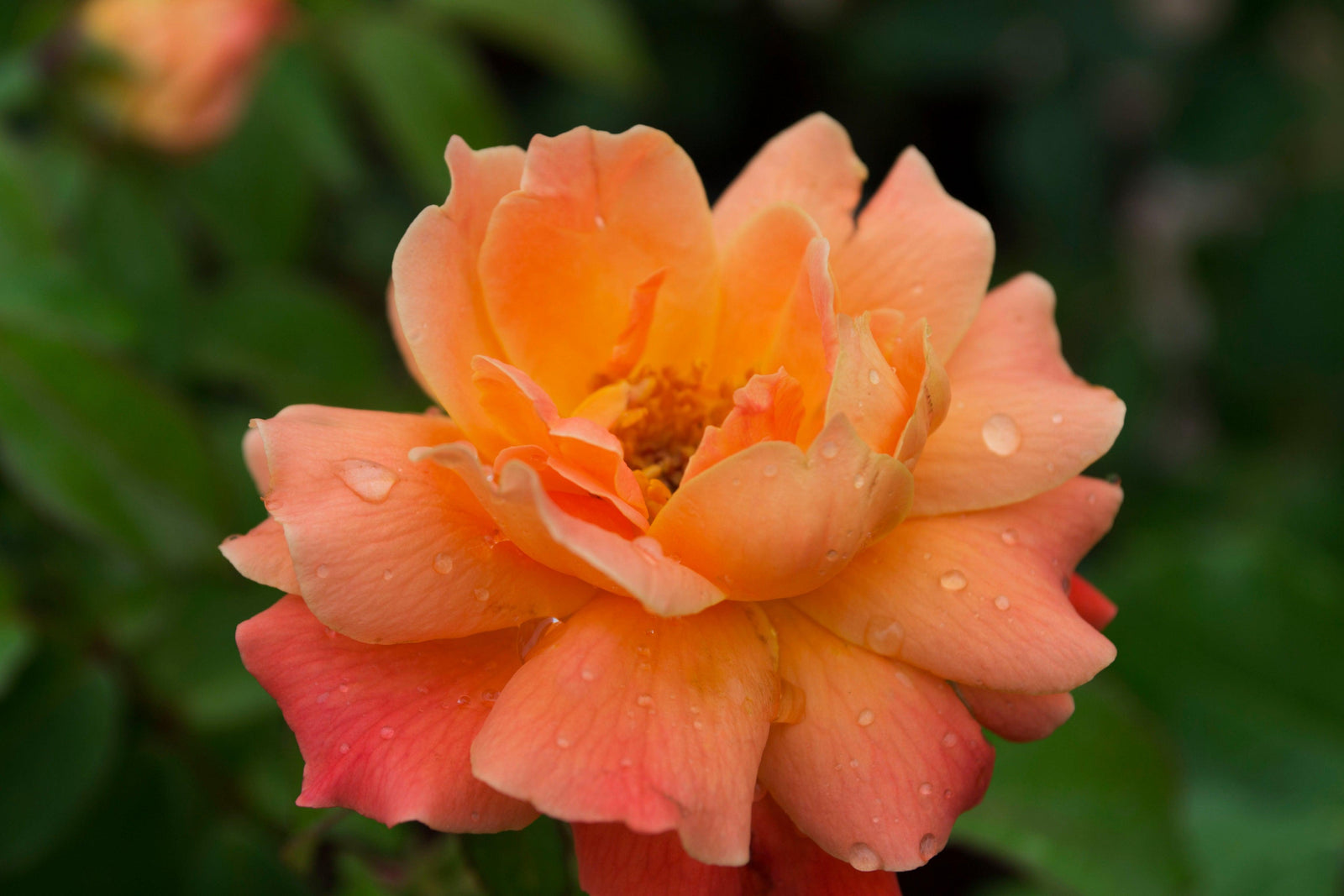 Introducing the Marmalade Skies Floribunda Rose, a captivating variety that will bring a burst of brilliant tangerine orange to your garden. This rose features abundant clusters of vibrant blooms that cover the vigorous and compact shrub. 