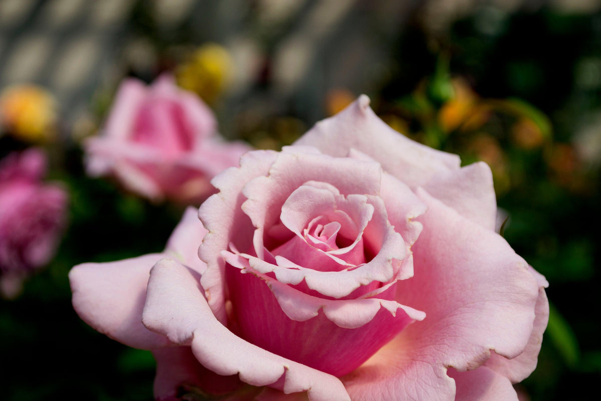 Memorial Day Hybrid Tea Rose