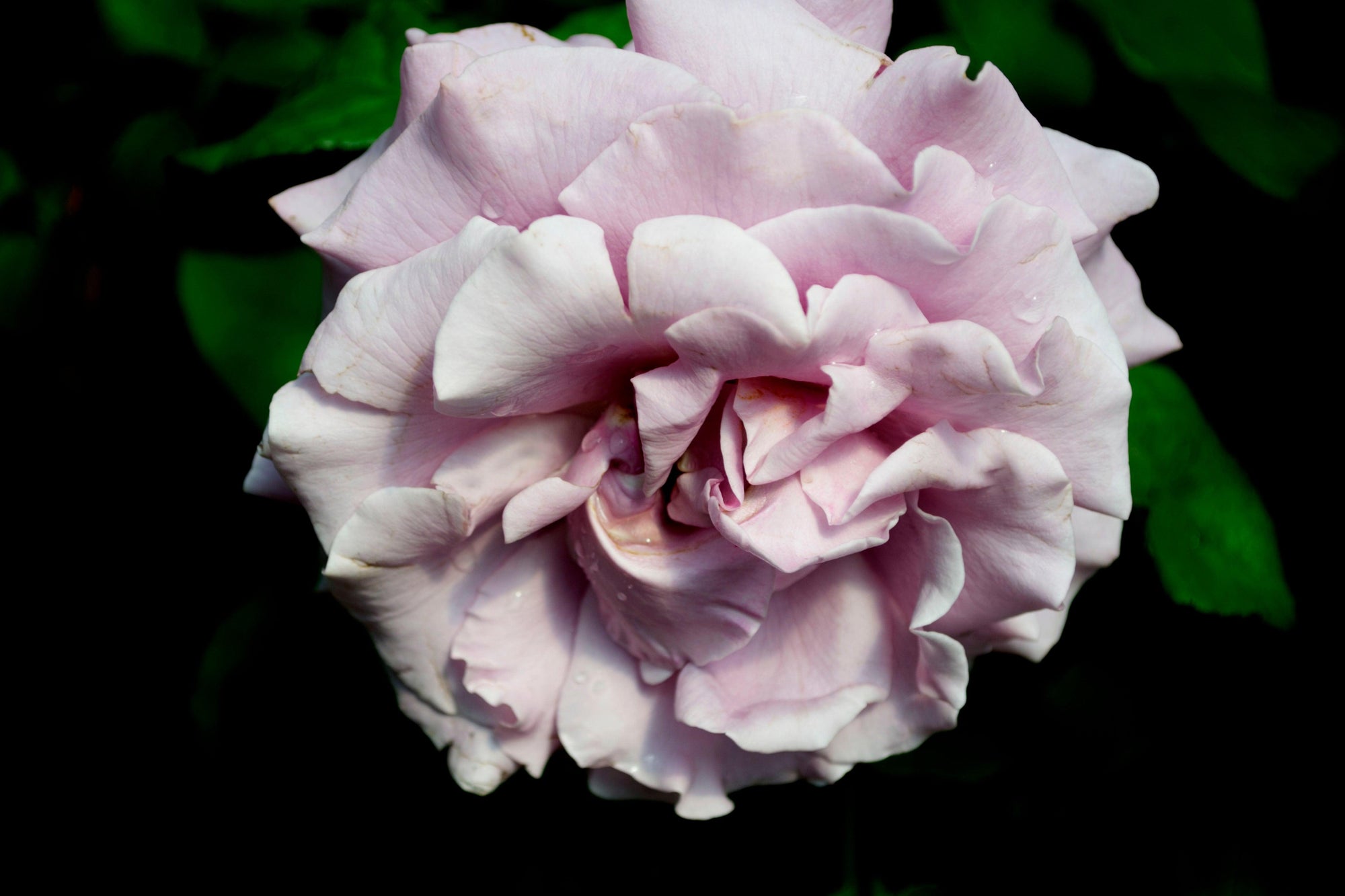 Moody Blue Hybrid Tea Rose