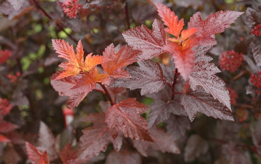 Happy Face Hearts® Bush Potentilla PW® # 2 PW Cont