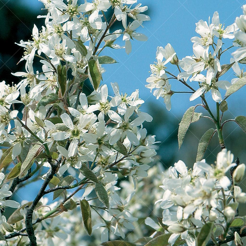 Allegheny Serviceberry