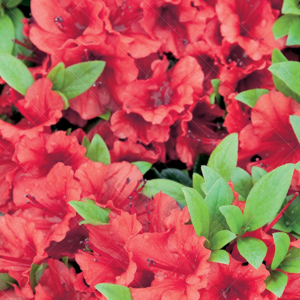 Rhododendrons & Azaleas - Sheridan Nurseries Online