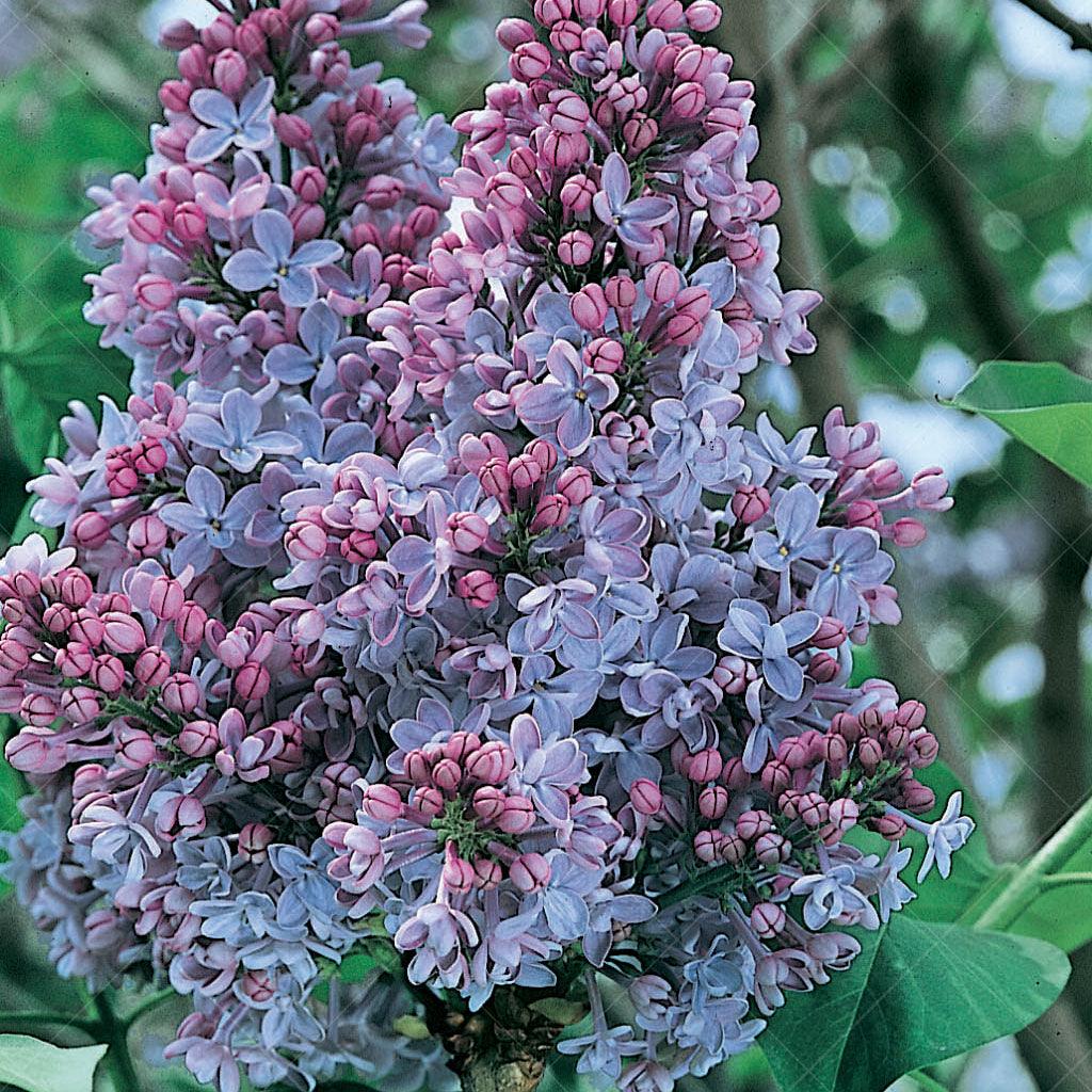 President Grevy Common Lilac