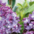 Nadezhda Common Lilac