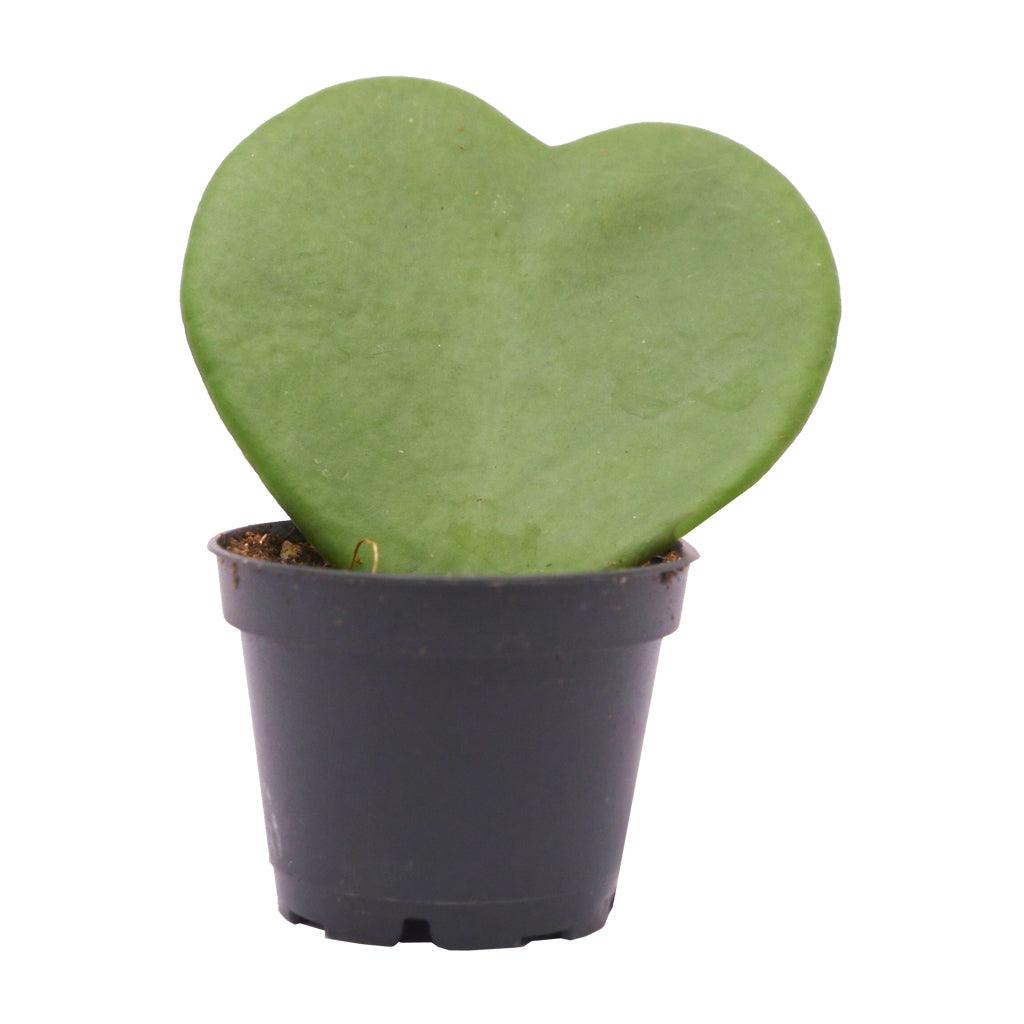 Sweetheart Leaf Hoya