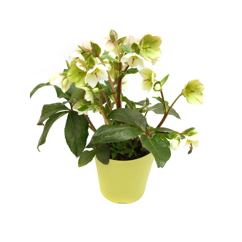 Gold Collection® Ice N&#39; Roses® White Lenten Rose