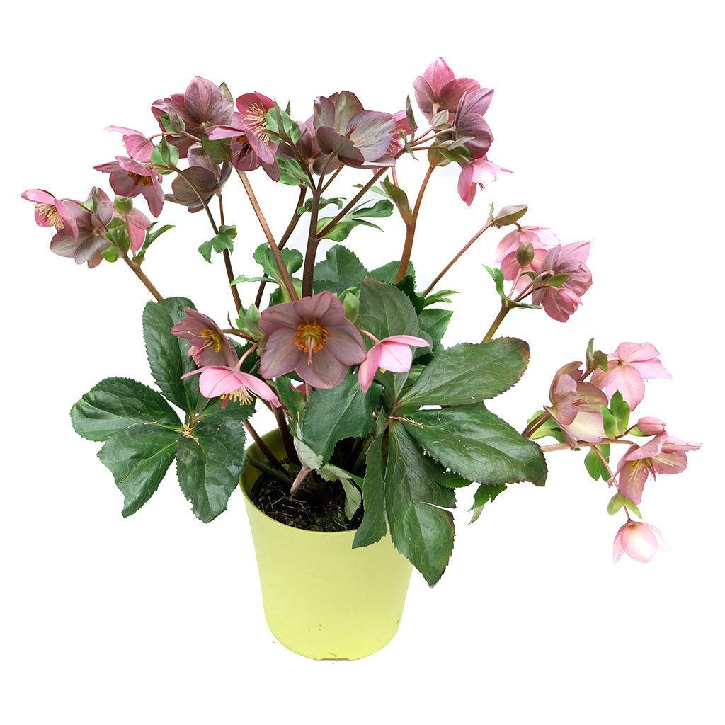 Gold Collection® Ice N' Roses® Pink Lenten Rose