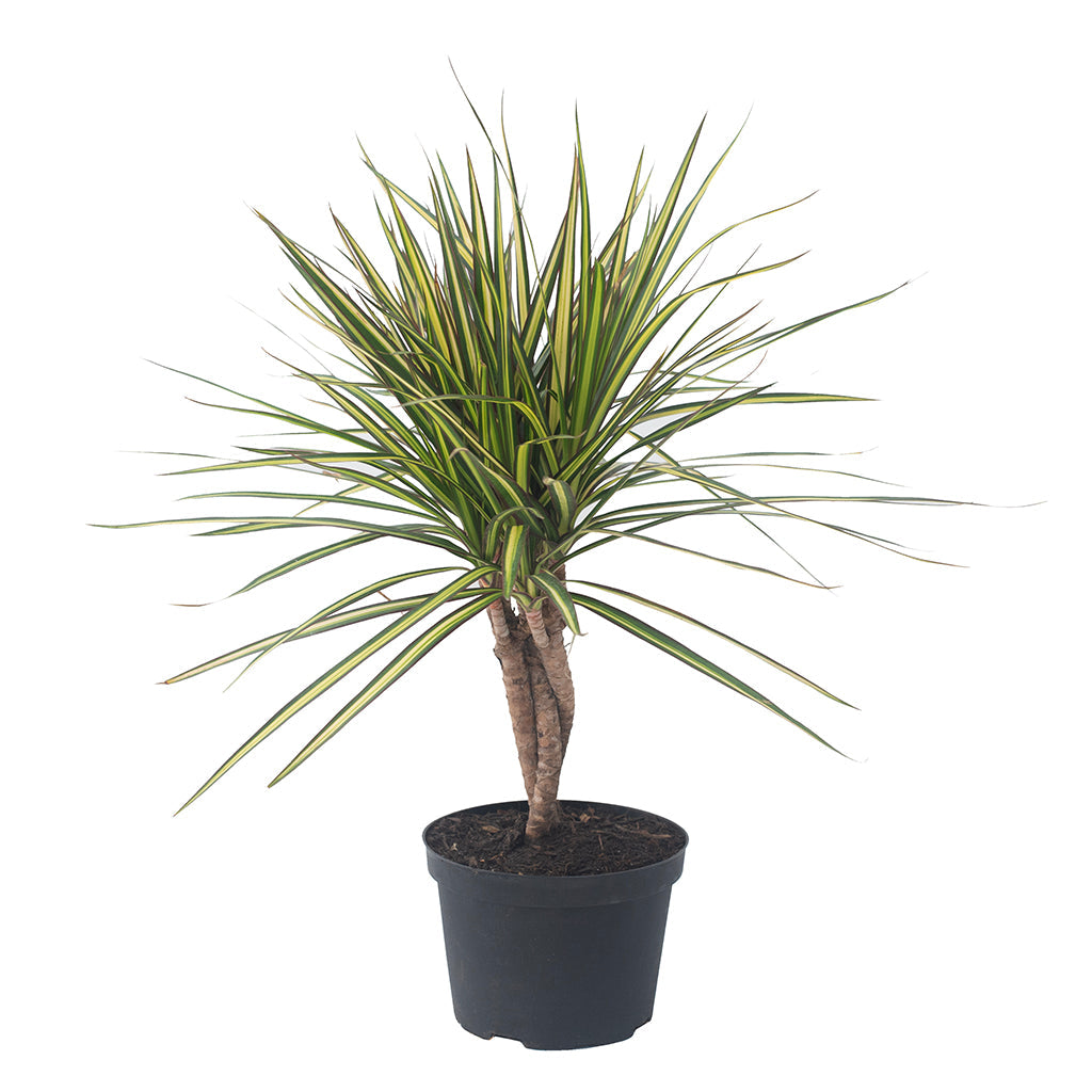 dracaena braids Dracaena marginata 'Kiwi' (Braid) 6"