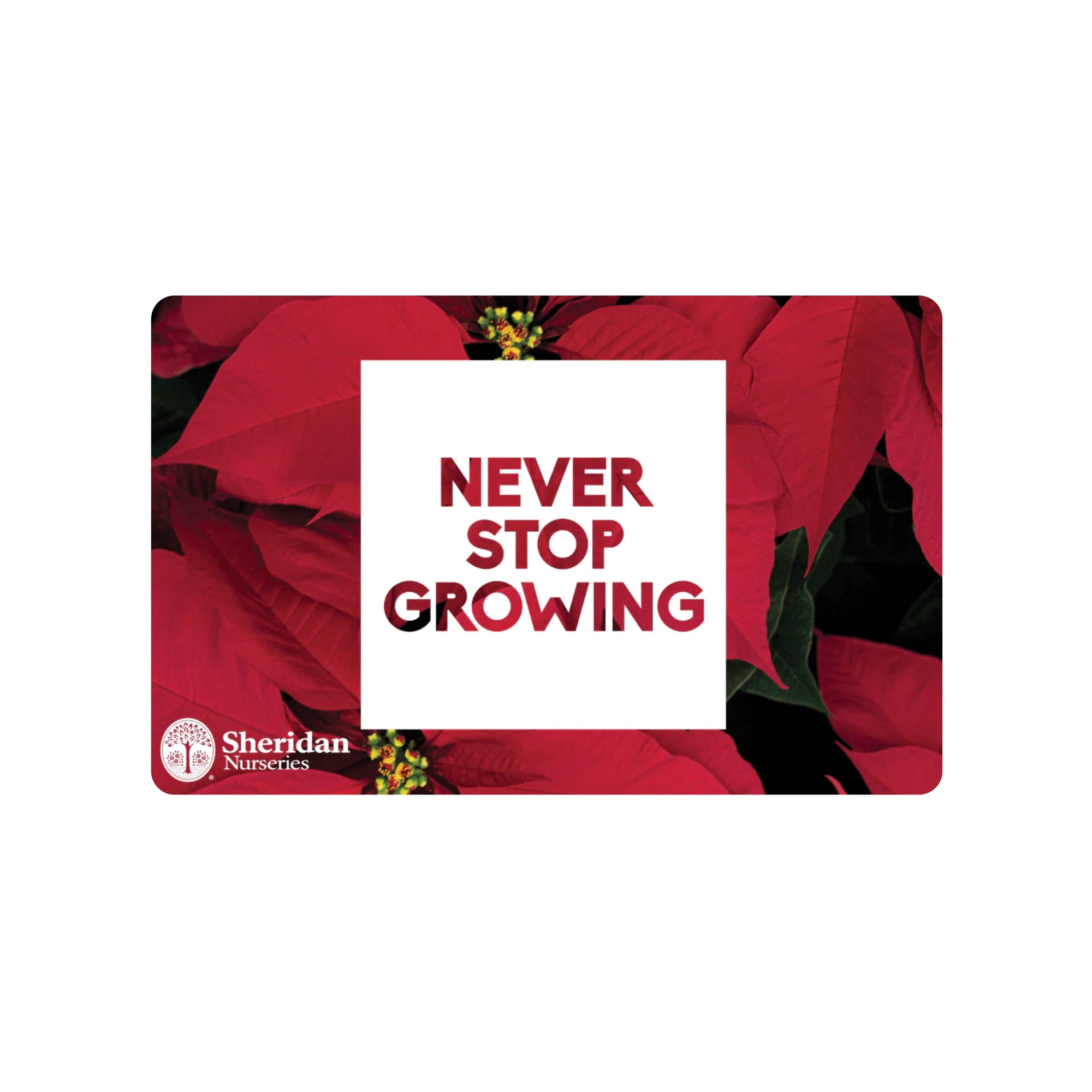 Gift Card - Red Poinsettia - Mailed to You