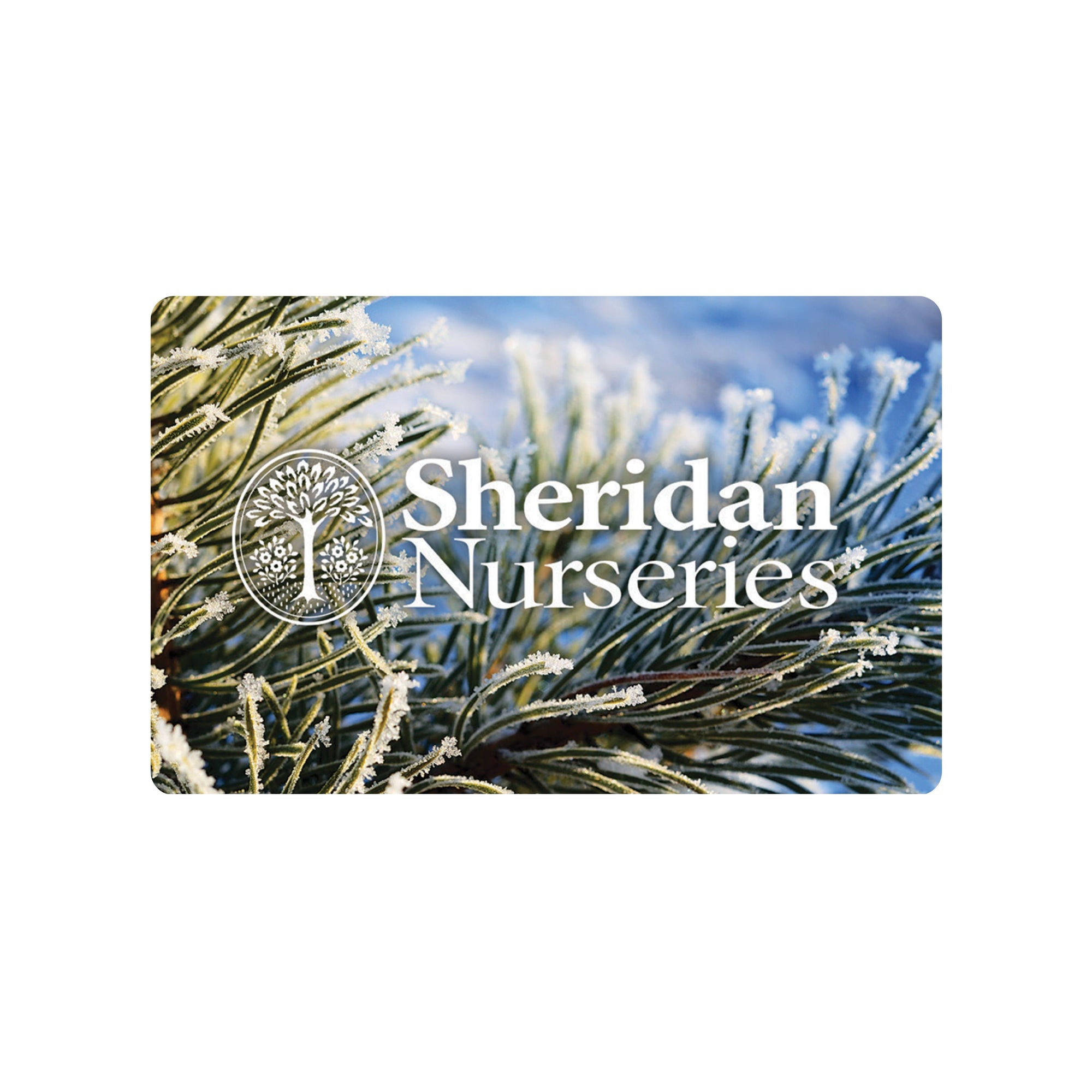 Gift Card - Frosted Evergreen - Mailed to You