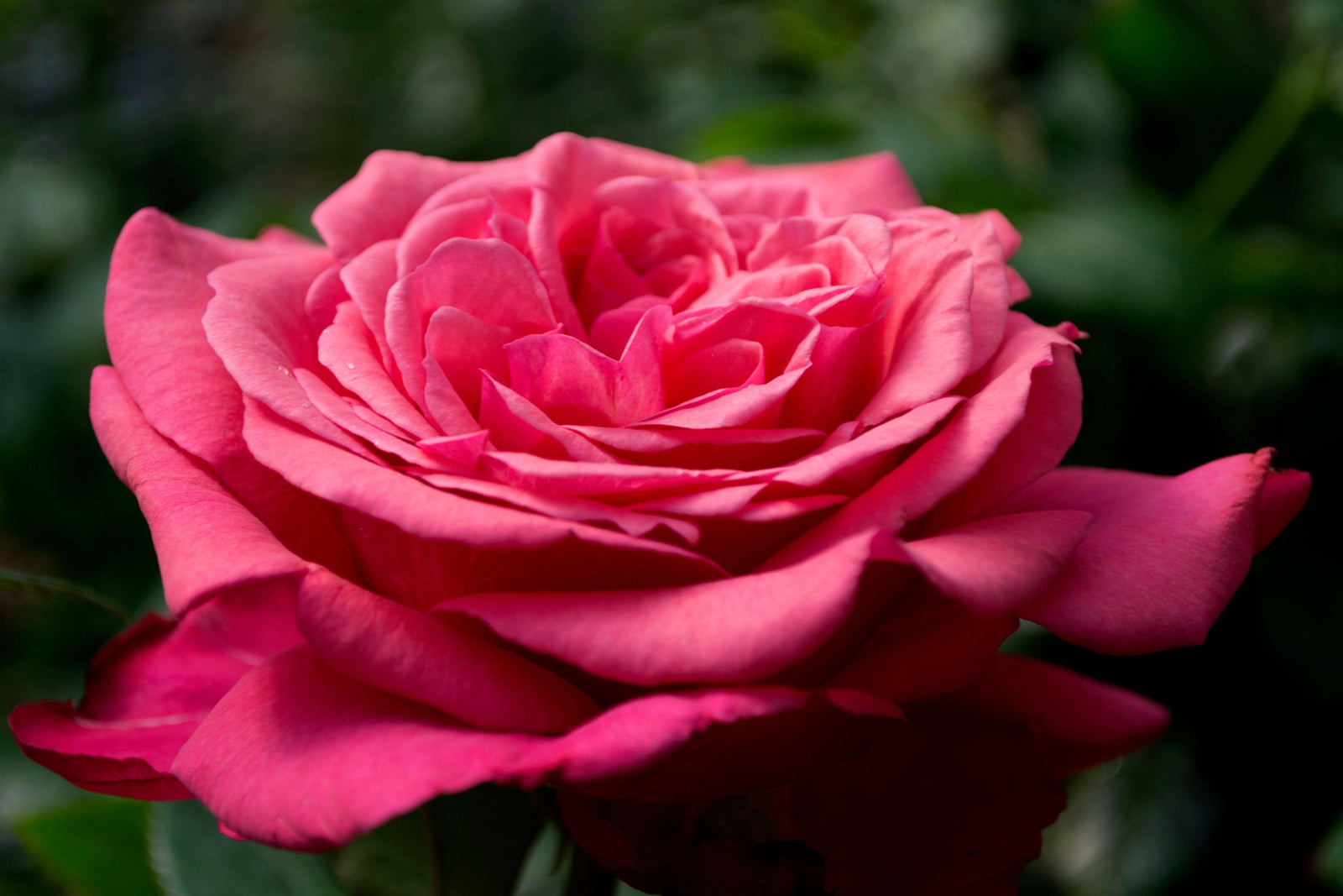 Rebekah Hybrid Tea Rose