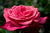 Rebekah Hybrid Tea Rose