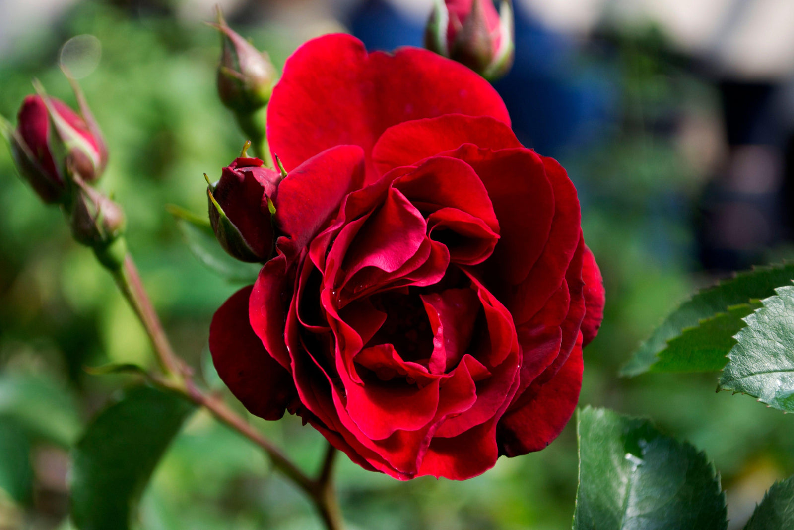 Experience the awe-inspiring beauty of the Red Fountain Climbing Rose as it graces your garden with its clusters of deep scarlet double blooms. This captivating climber creates a mesmerizing display of color, with its rich scarlet flowers cascading over a backdrop of lush dark green foliage. 